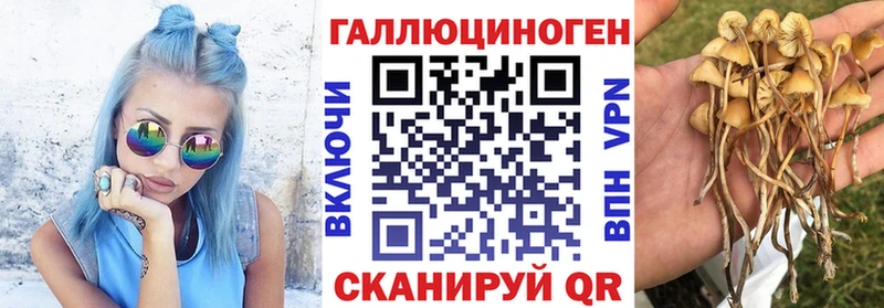 mega вход  shop телеграм  Псилоцибиновые грибы Psilocybe  Чебоксары 